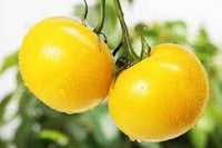 Tomato Vegetable Seeds for Planting – Bright Yellow Hybrid Variety - heirloom & Non GMO Seeds