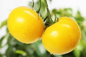 Tomato Vegetable Seeds for Planting – Bright Yellow Hybrid Variety - heirloom & Non GMO Seeds