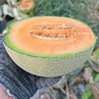 Sweet Melon Fruit Seeds for Planting– Refreshing Summer Delight,Heirloom Seeds
