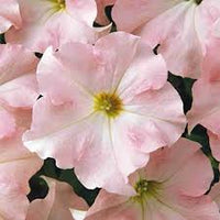 Blush Pink Petunia Hybrida Seeds for Planting - Heirloom, NON-GMO Flower Seeds - Easy to Grow Garden Blooms