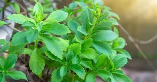 Stevia Sugar Plant Seeds for Planting - Unique & Natural Sweeteners in Your Garden, Heirloom Seeds
