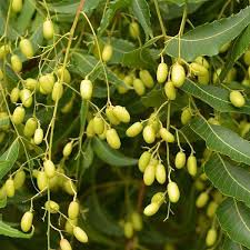 Neem Tree Azadirachta indica seeds for planting in medicinal home garden
