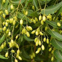 Neem Tree Seeds for Planting – Heirloom, Non-GMO Garden Seeds for Fast-Growing Medicinal Trees
