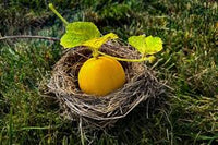 Dosakai Melon Cucumber Seeds for Planting - Heirloom & Non-GMO Garden Seeds