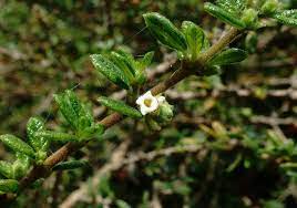 Nashia Inaguensis Seeds for Planting - Green Variety - heirloom & Non GMO Seeds