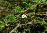 Nashia Inaguensis Seeds for Planting - Green Variety - heirloom & Non GMO Seeds