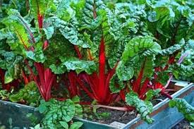 Rainbow Chard Seeds for Planting heirloom & Non-GMO Seeds