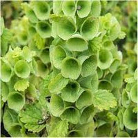 Heirloom Non-GMO Moluccella Laevis Bells of Ireland Flower Seeds for Unique Garden Borders and Planting