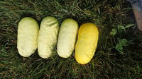 Blonde Cucumber Seeds for Planting - Heirloom & Non-GMO Garden Seeds