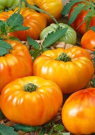 Orange Giant Hybrid Tomato Solanum lycopersicum for planting in urban garden