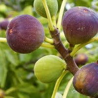 Sweet fig Ficus carica seeds for garden orchard