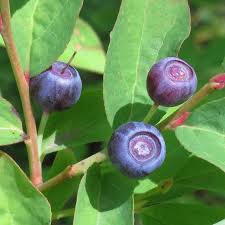 Mountain huckleberry Vaccinium membranaceum seeds