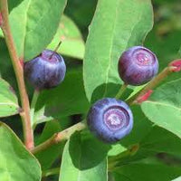 Mountain huckleberry Vaccinium membranaceum seeds