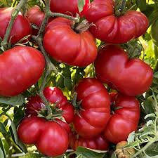 Red Santorini Tomato Solanum lycopersicum seeds for garden planting