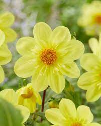 Yellow Collarette Dahlias flower seeds for Planting – Vibrant Colors, Non-GMO, Heirloom Seeds