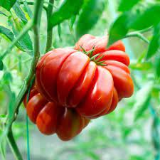 Heirloom Red Santorini Tomato Vegetable Seeds for Planting - Non-GMO Garden Seeds