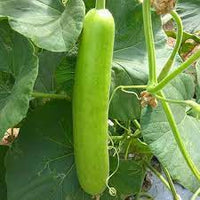 Calabash Gourd Lagenaria siceraria for planting in vertical garden