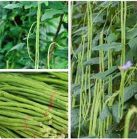 Oriental Yard Long Bean Vigna unguiculata for planting in vegetable garden