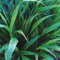 Green Tenuissima Plant Seeds for Planting - heirloom & Non GMO Seeds