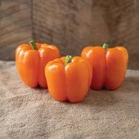SVPB8500 – Bell Pepper Seed