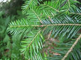 Silver Fir Abies alba tree seeds for landscape planting