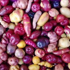 Potato Vegetable Seeds for Planting – Mixed Color Varieties, Heirloom, Non-GMO