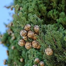 Italian Cypress Tree Seeds (Cupressus sempervirens) – Heirloom Non-GMO Seeds for Tall Elegant Landscapes