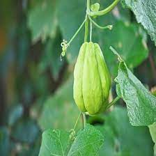 Heirloom Chayote Vegetable Seeds for Planting - Non-GMO, Easy to Grow in Small Gardens