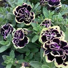 Petunia Merlin Morn Pink Seeds for Planting - Heirloom, NON-GMO Flower Seeds - Vibrant Pink Blooms