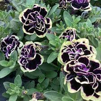 Petunia Merlin Morn Pink Seeds for Planting - Heirloom, NON-GMO Flower Seeds - Vibrant Pink Blooms