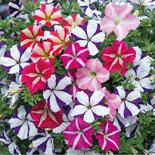 Ultra Star Petunia Violacea Flower Seeds for Planting - Heirloom, NON-GMO, Easy-to-Grow Garden Blooms