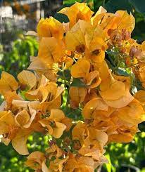 California Gold Bougainvillea Flower Seeds for Planting - Heirloom and Non-GMO Garden Seeds