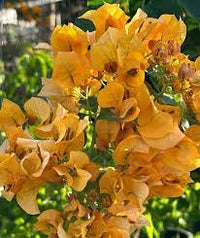 California Gold Bougainvillea Flower Seeds for Planting - Heirloom and Non-GMO Garden Seeds