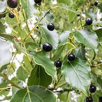 Cinnamomum Camphora Camphor Fruit Seeds for Planting – Aromatic and Fragrant Seeds for you Backyard Orchid