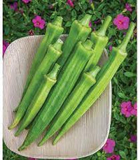 Cajun Delight Okra Seeds for Planting - Fresh Vegetable NON GMO Seeds