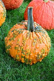 Warty Pumpkin Vegetable Seeds for Planting - heirloom & Non GMO Seeds