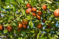 Sugar Cane Jujube Fruit Seeds for Planting – A Delicacy in Every Bite Grow in Your Backyard, GMO Free Seeds
