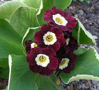 Organic Heirloom Non-GMO Brown Primula Auricula Seeds for Planting – Garden Blooms