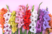 Heirloom Non-GMO Gladiolus Flower Seeds for Planting – Vibrant Summer Blooms