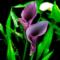 Rio Calla Lily