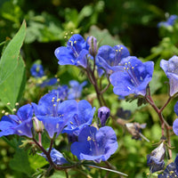 Organic Blue Bell Flower Seeds for Planting – Heirloom, Non-GMO