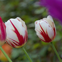 Carnaval de Rio Tulip Seeds
