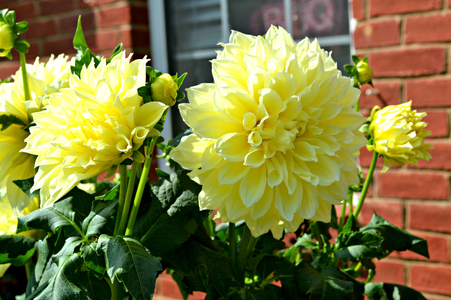 Kelvin Floodlight Dahlia