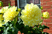 Kelvin Floodlight Dahlia