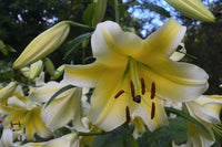 Conca d'Or Lily Tree