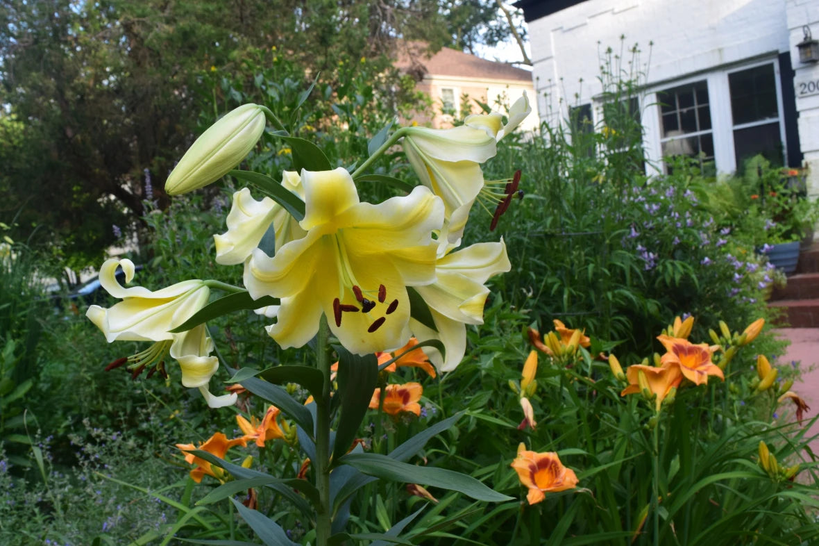 Conca d'Or Lily Tree