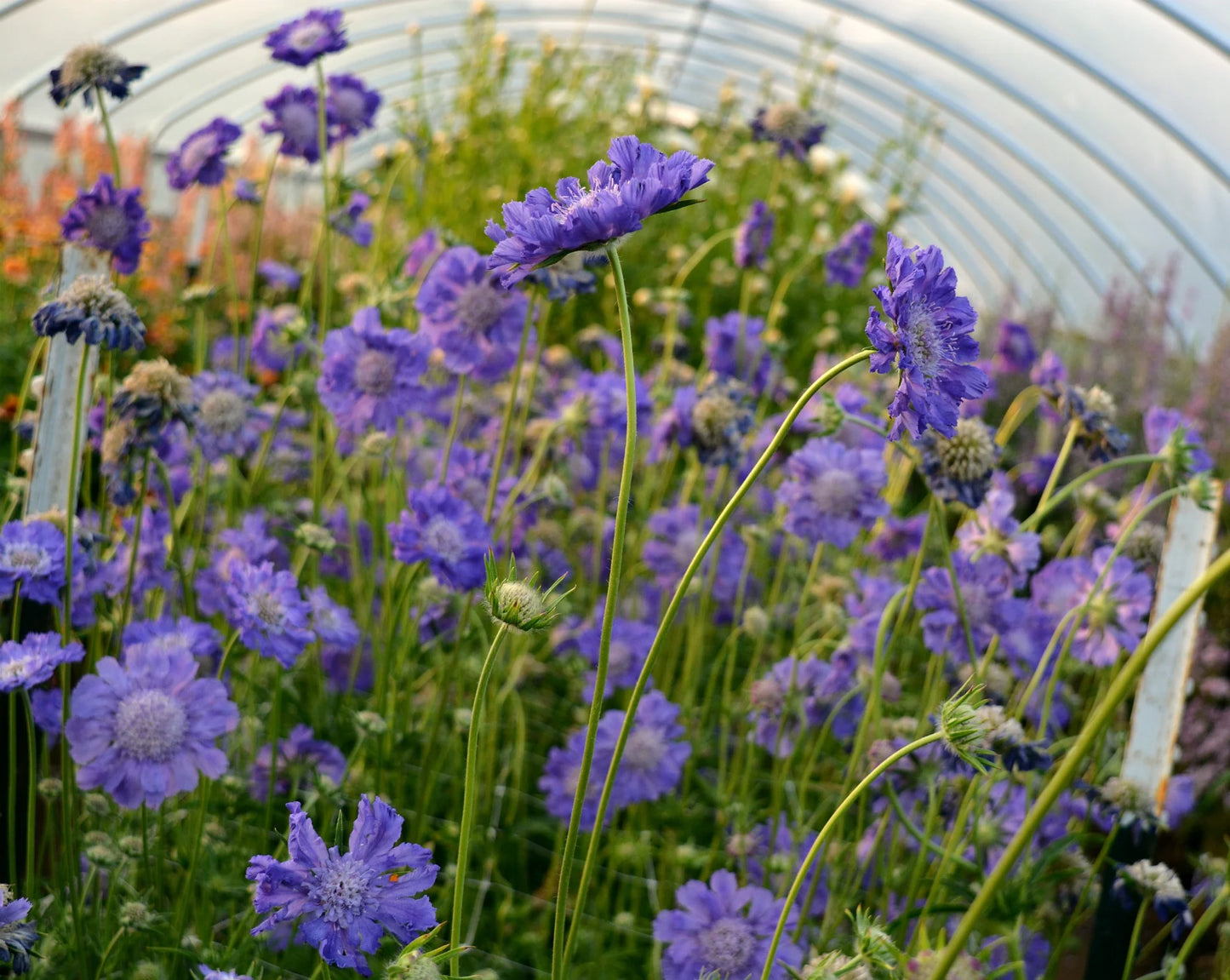 Fama Deep Blue – Scabiosa Seed