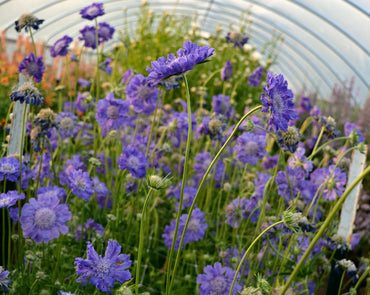Fama Deep Blue – Scabiosa Seed
