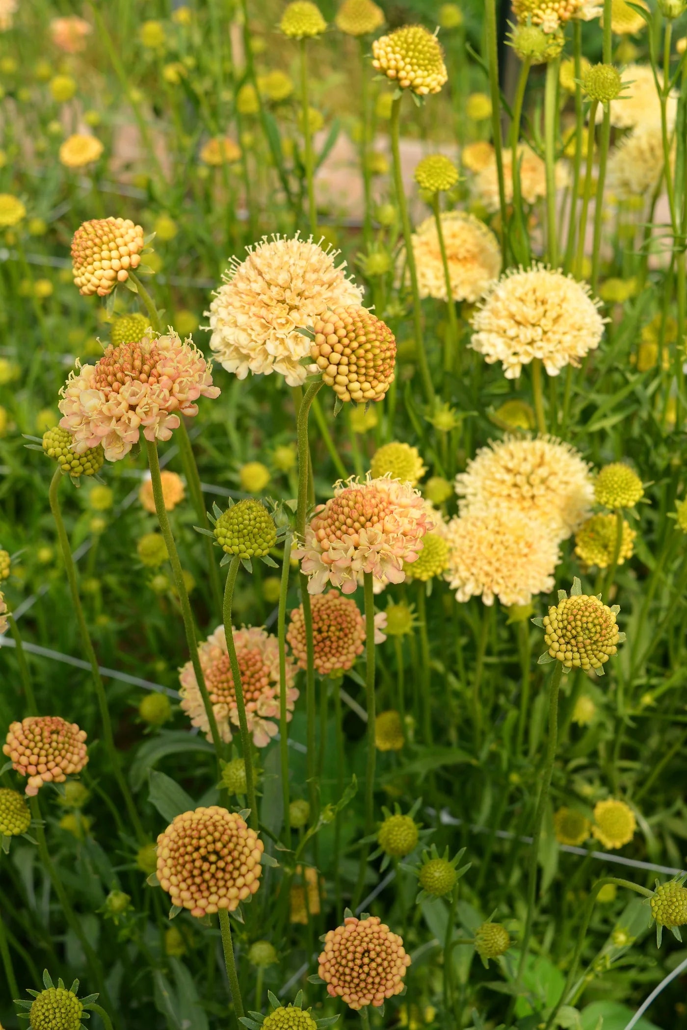 Fata Morgana – Scabiosa Seed