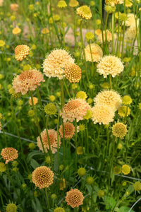Fata Morgana – Scabiosa Seed
